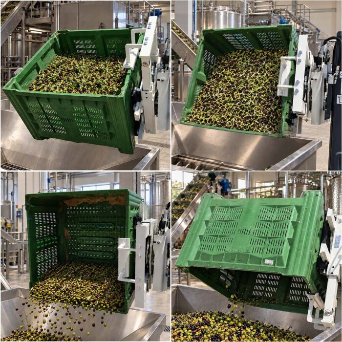 Industrial olive processing line with a tilted green crate spilling green and purple olives into a stainless steel bin.